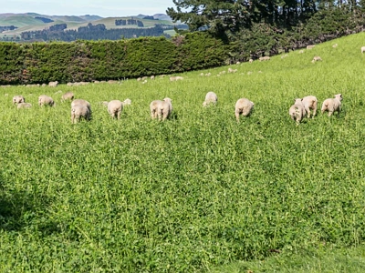 Rural Zone