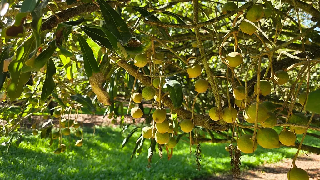 Teven Premium Teven Macadamia Orchard on Fertile Alluvial Land