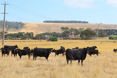 6 Orchards Road, Narrawong, VIC 3285, 0 રૂમ, 0 બાથરૂમ, Lifestyle Property