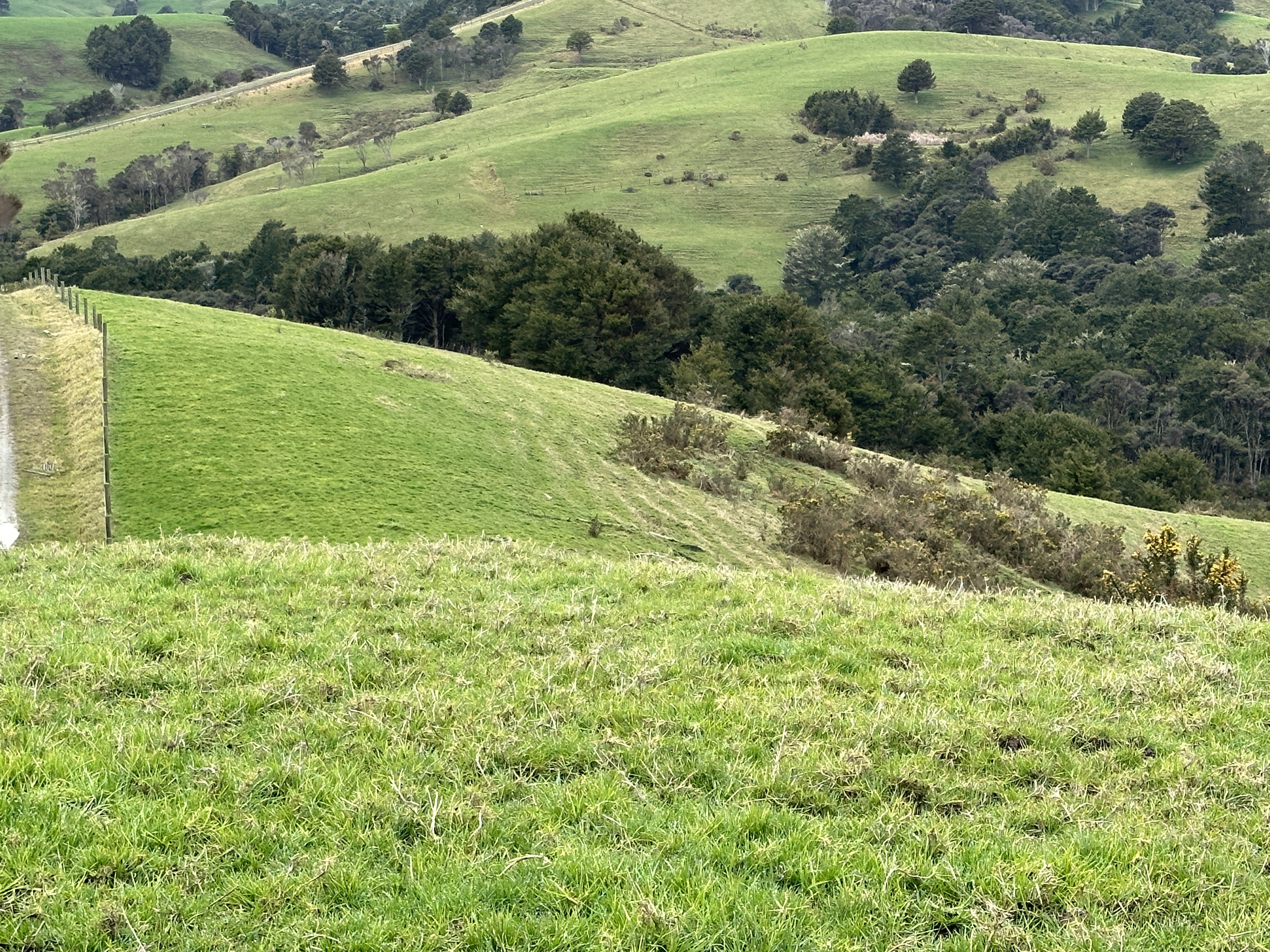 Bently Road, Ruawai, Kaipara, 0 phòng ngủ, 1 phòng tắm, Grazing