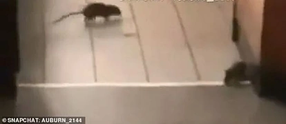 触目惊心！悉尼Oporto餐厅内惊现6只老鼠，网友直呼恶心...