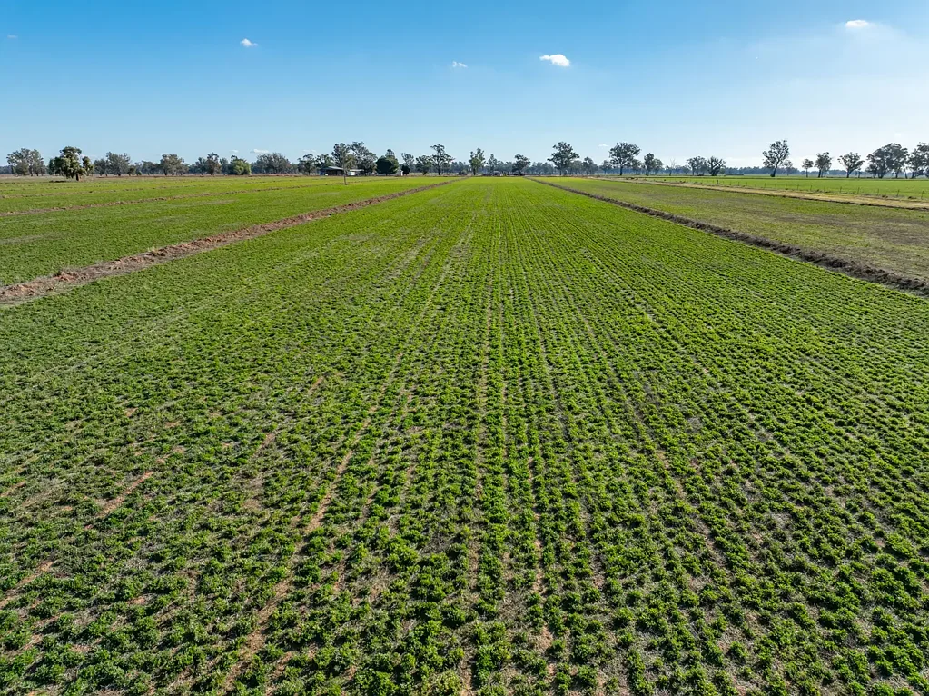 Forbes Droughtproof Fodder & Finishing Factory with 1000 Ac of Crops Included