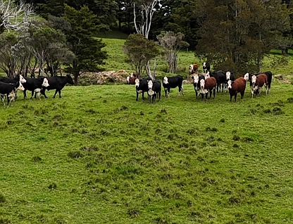 2895 State Highway 1, Okaihau, Far North, 0 રૂમ, 0 બાથરૂમ, Grazing