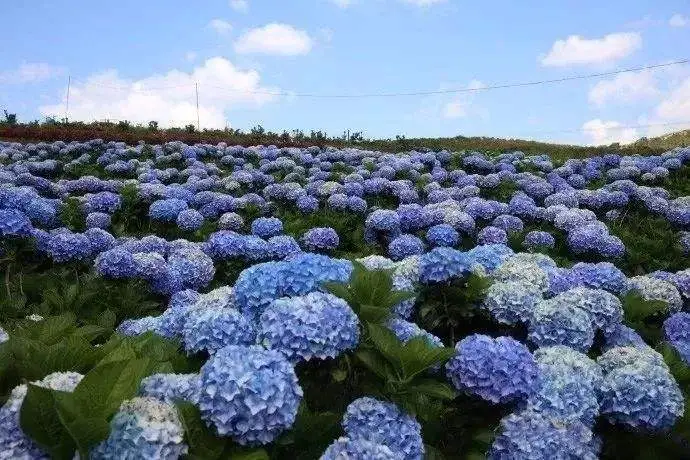 除了赏樱以外，每年日本人最期待的就是来看这个花了...