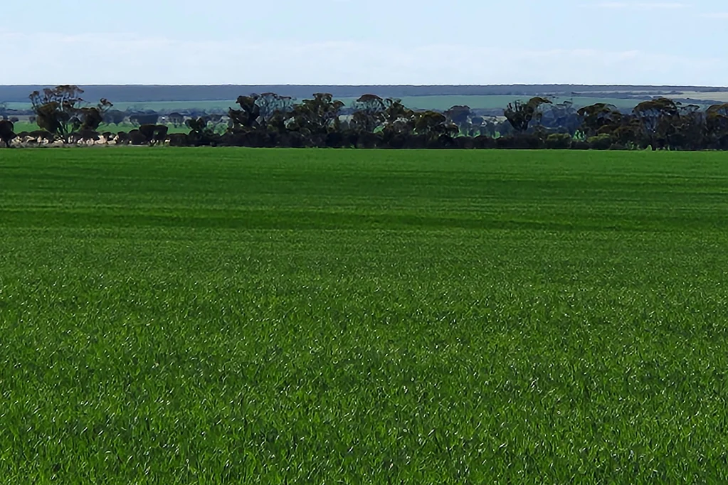 Hyden Hyden Cropping Country