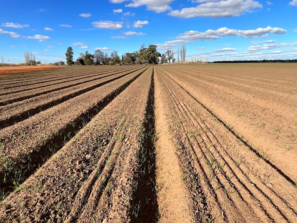 Hanwood  BROADACRE FARM OF SCALE AND MODERN LAYOUT - FOR LEASE