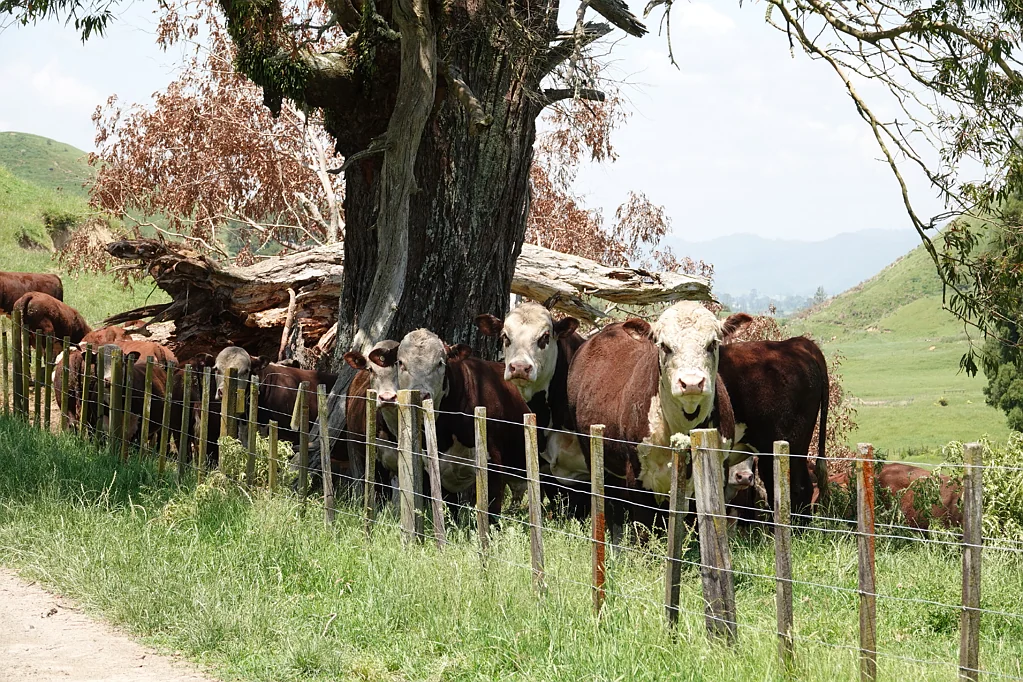 Opotiki and Surrounds  Sheep and Beef Finishing