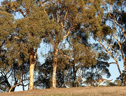 LOT 617 Malvi Close, Lower Chittering, Swan, 0 habitaciones, 0 baños, Section