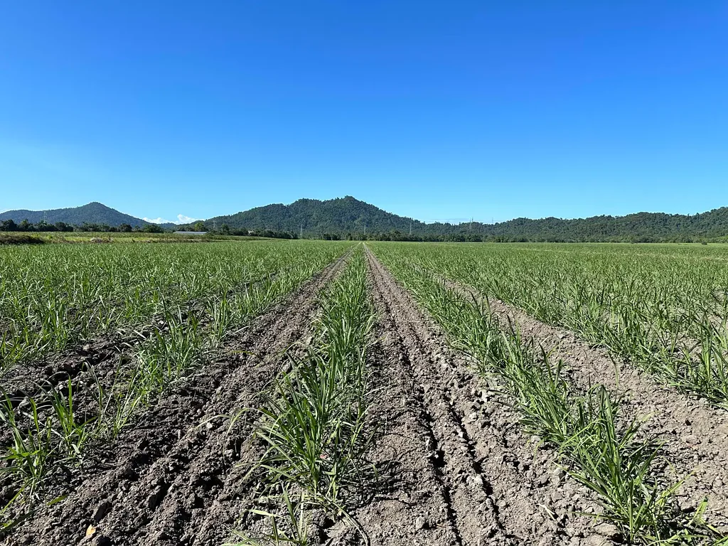 East Feluga  Leased cane farm with large shed, water bore and creeks