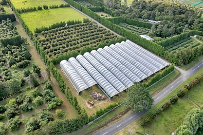 Maungatapere 4Zimmer Established Avos, Future Kiwifruit = Opportunity!