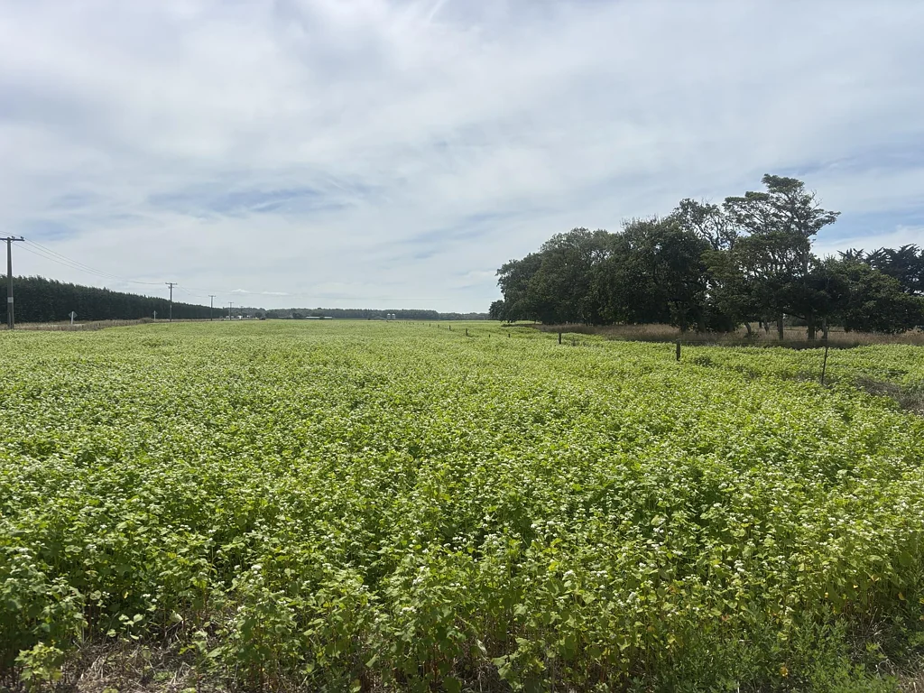 St Andrews Buy 6.8ha get 9.2 ha