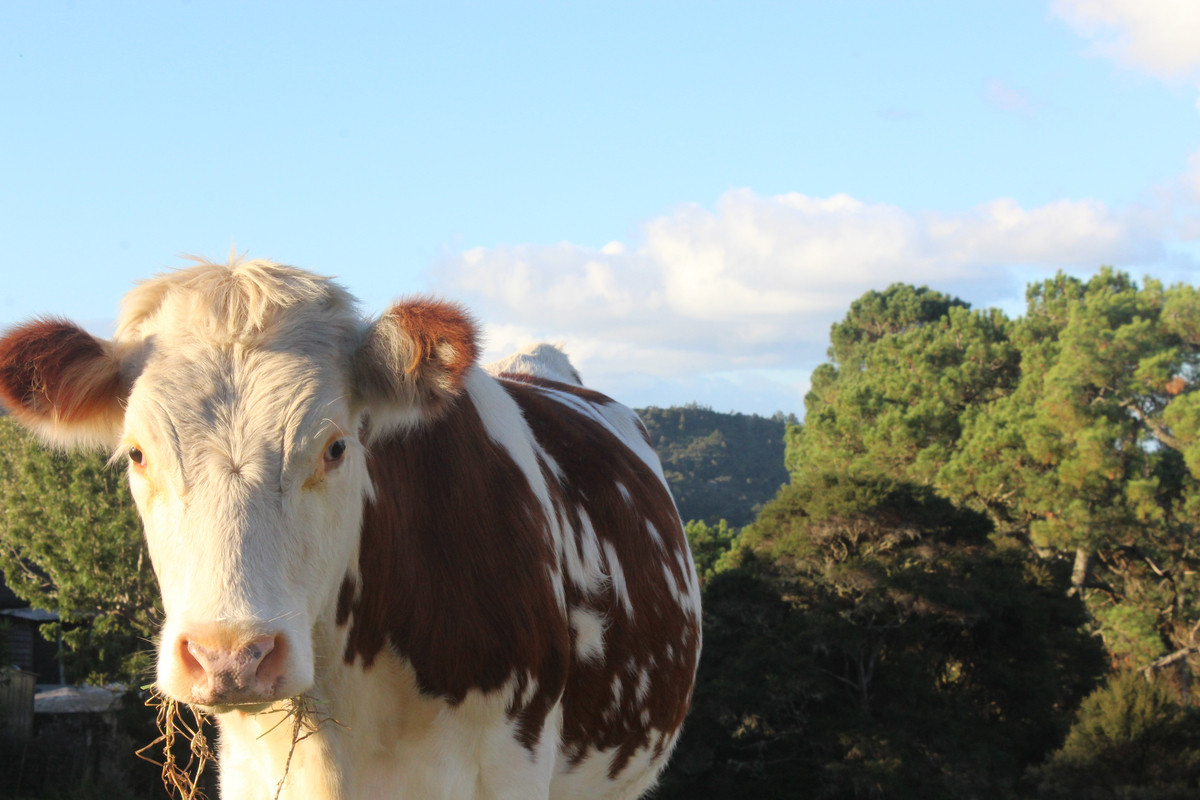 59 Wright Road, Dairy Flat, Auckland - Rodney, 0 ਕਮਰੇ, 5 ਬਾਥਰੂਮ