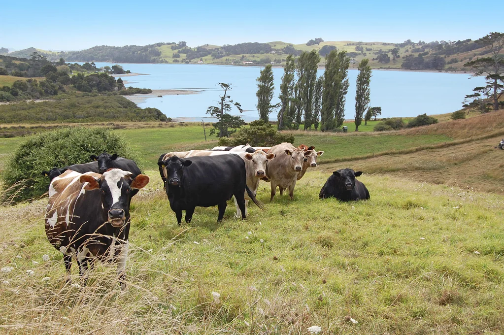 Kaiwaka Views - Space - Create Your Special Place