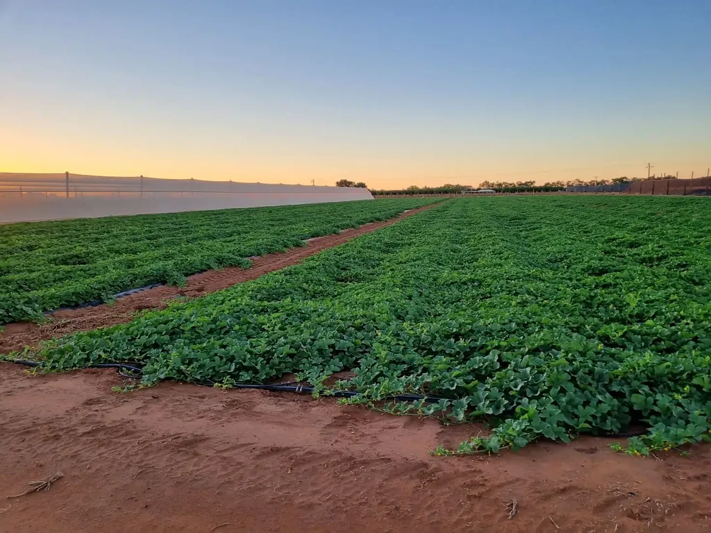 North Plantations  Ideal add-on or development property.