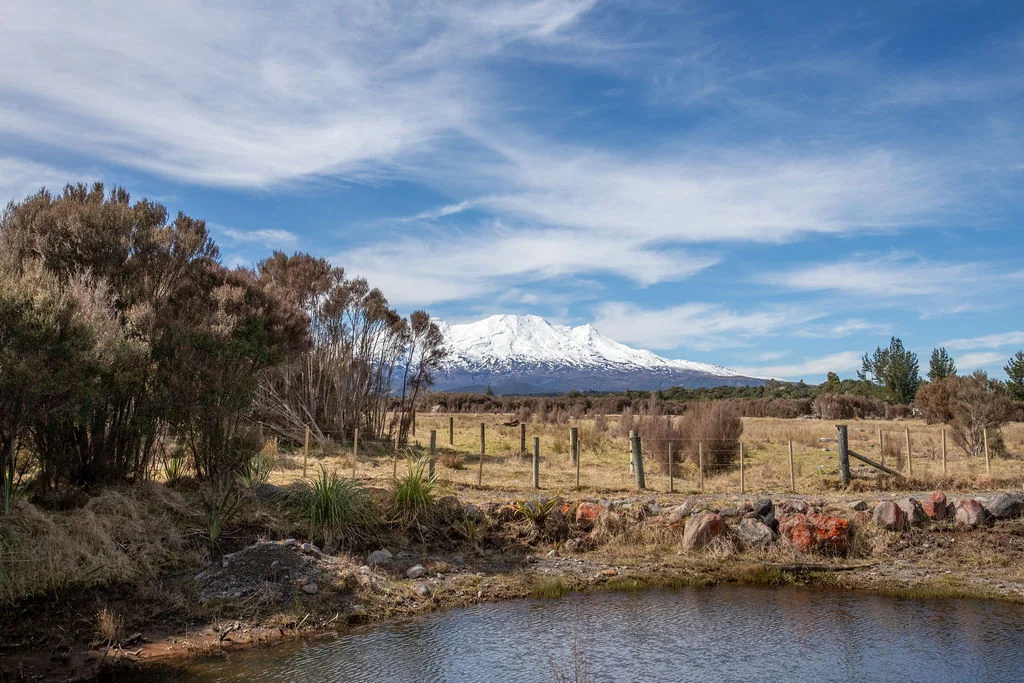 Ohakune One hectare of pure Horopito magic