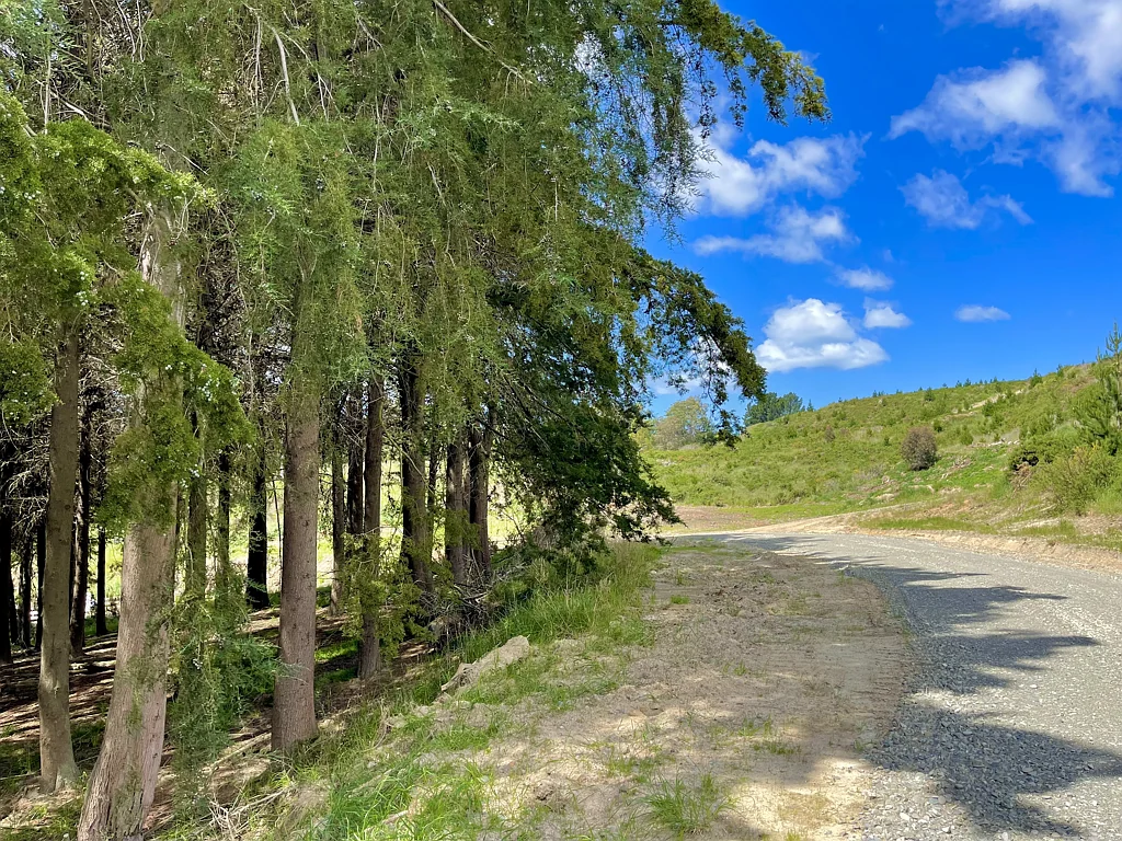 Oamaru Affordable Forest Lifestyle