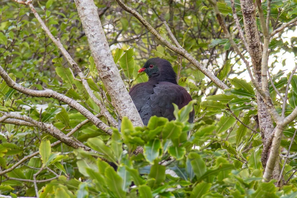 Featherston 3 Slaapkamer From Kererū Grove, With Love