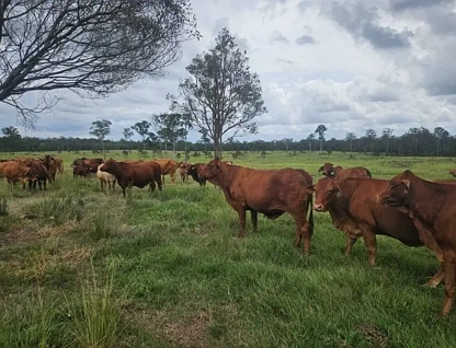 20 Davis Road, Bauple Forest, QLD 4650, 0 Kuwarto, 0 Banyo, Lifestyle Property