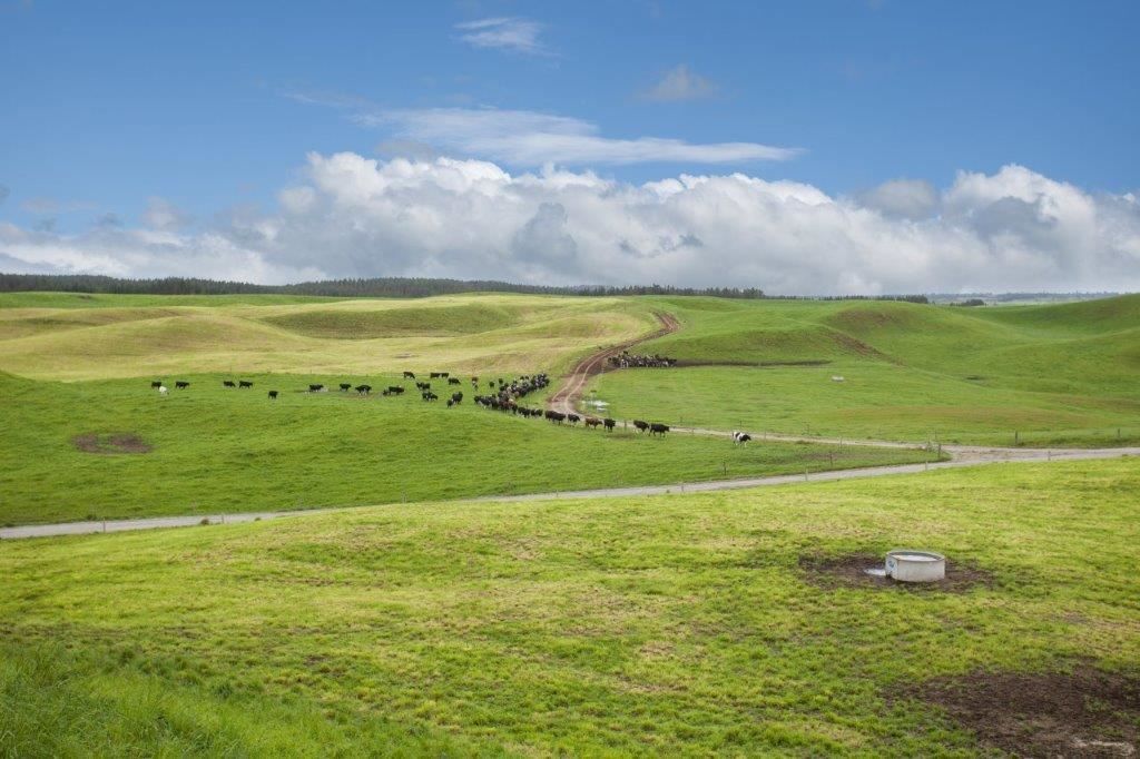 81 Key Road, Kinleith, South Waikato, 0 rūma, 1 rūma horoi