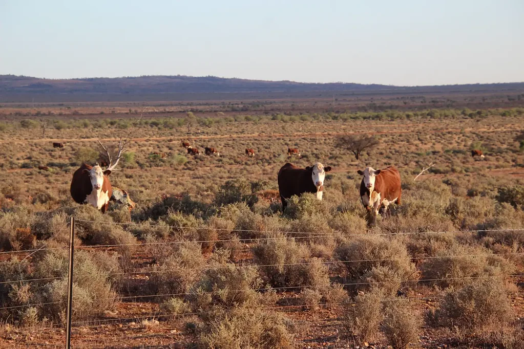 Wilcannia Cawkers Well Station