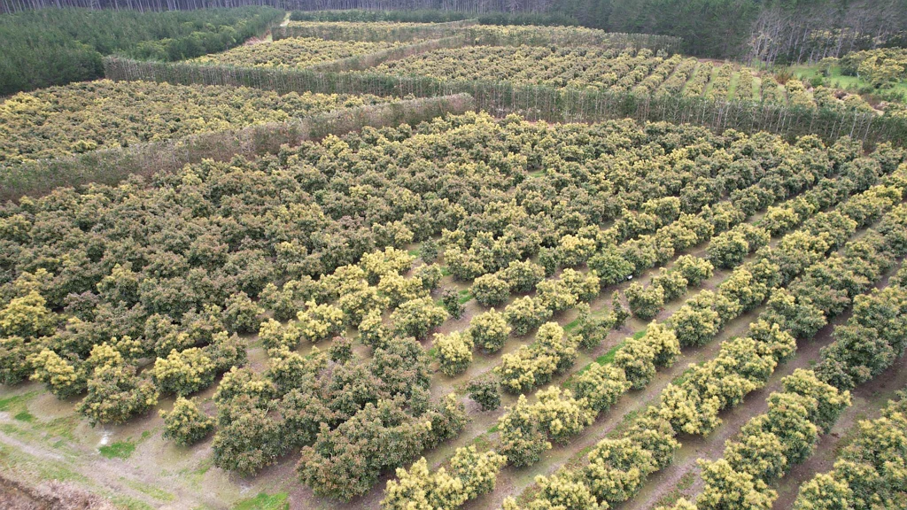 Houhora 40.7ha Avocado & Potential Mixed Use Orchard