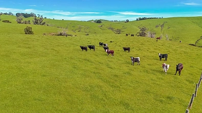 160 Hollins Road, Trida, VIC 3953, 0 રૂમ, 0 બાથરૂમ, Lifestyle Property