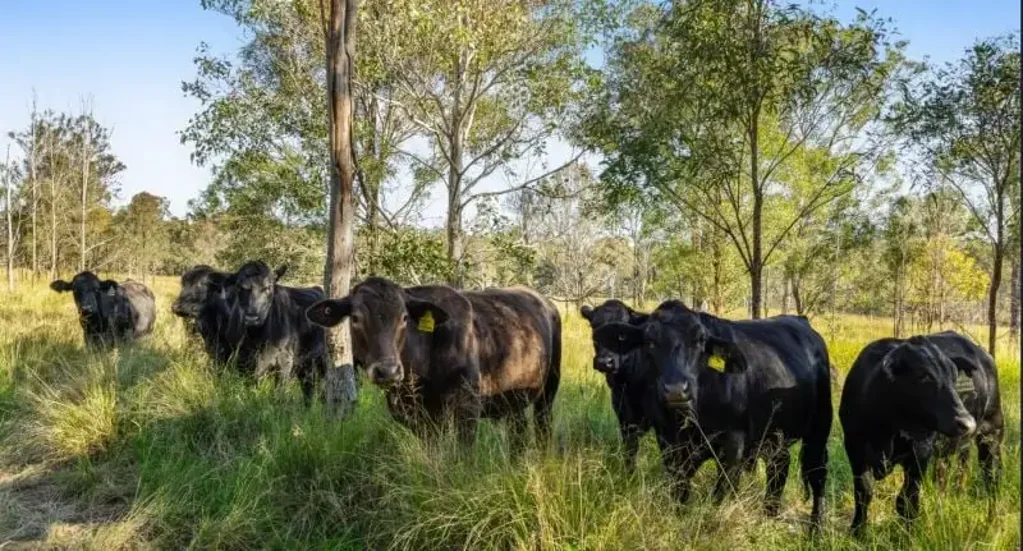 Crows Nest 100-Acre cattle grazing land, bore, set of yards & only 2 mins from  Crows Nest QLD