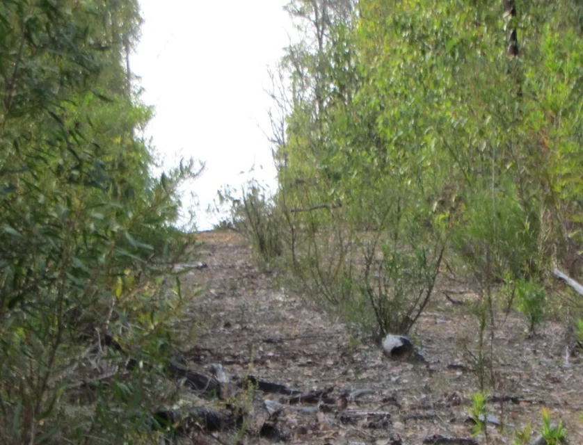 Lot 3573 Tamm Road, Quinninup, Bunbury, 0 રૂમ, 0 બાથરૂમ, Lifestyle Property