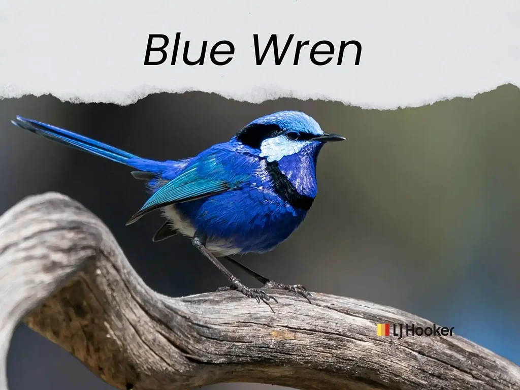 Narromine  Blue Wren Estate Lot 14 / 10 Wagtail Street