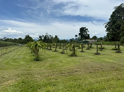 Address Withheld, Munro Plains, QLD 4854, 4 Bedrooms, 2 Bathrooms, Lifestyle Property