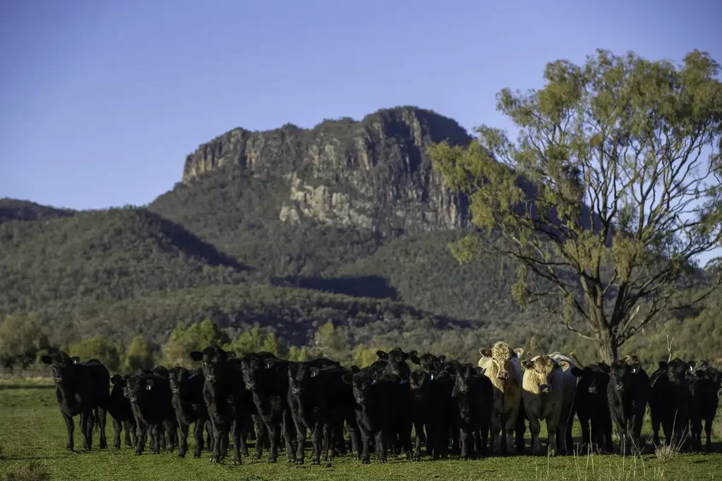 Bellata A Landmark High Rainfall Grazing Enterprise – 'Tanamera'