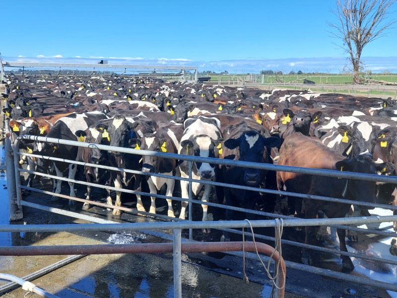 296 Andrews Road, Glenavy, Waimate, 0 રૂમ, 0 બાથરૂમ, Dairy