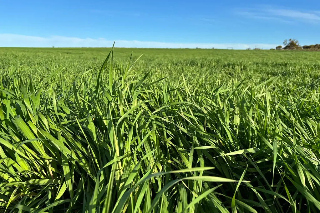 Port Neill Opportunity Knocks - Mixed Farming on Eastern E.P