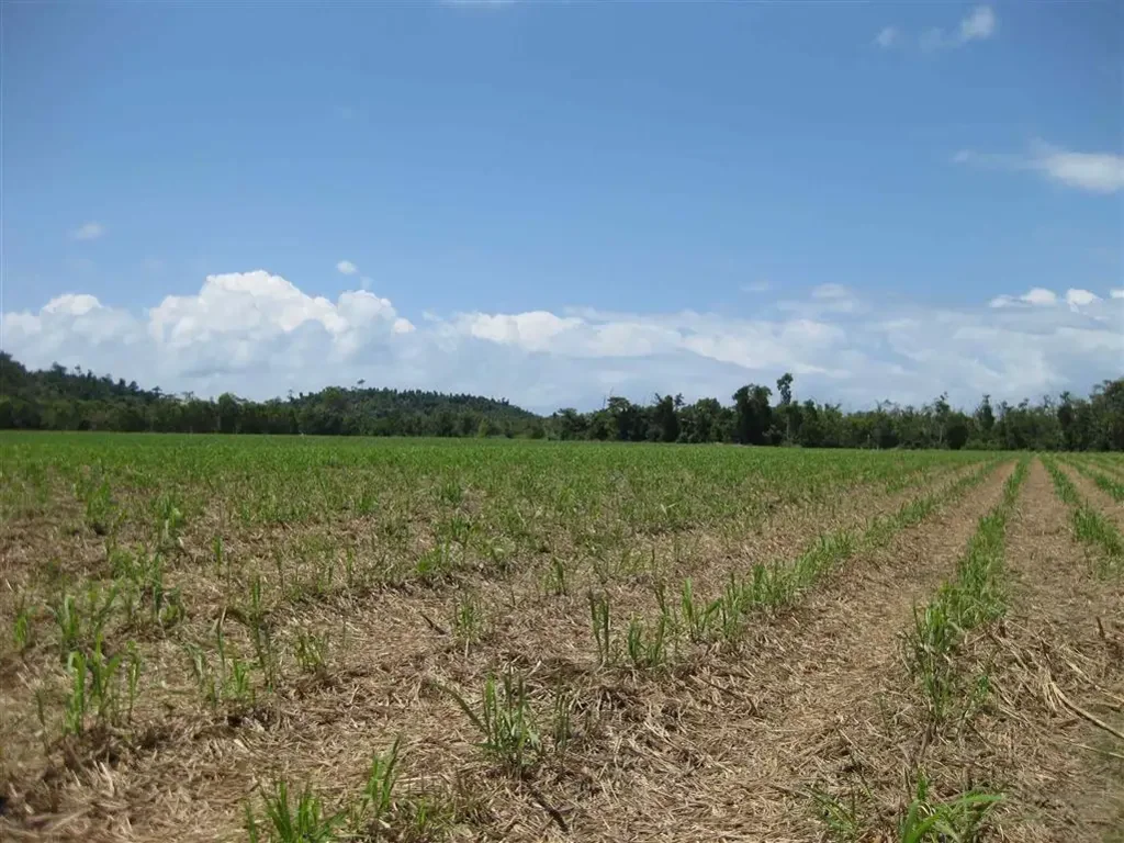 Kurrimine Beach  Cane farm with Aquaculture Development Permit & constructed ponds