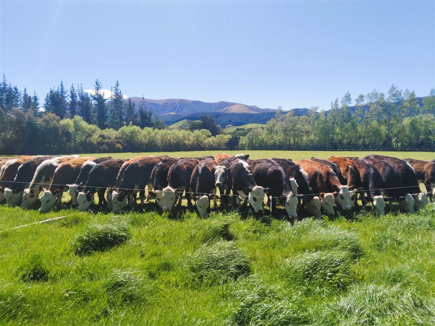 66 Sladdens Bush Road, Oxford, Waimakariri, 0 rūma, 0 rūma horoi