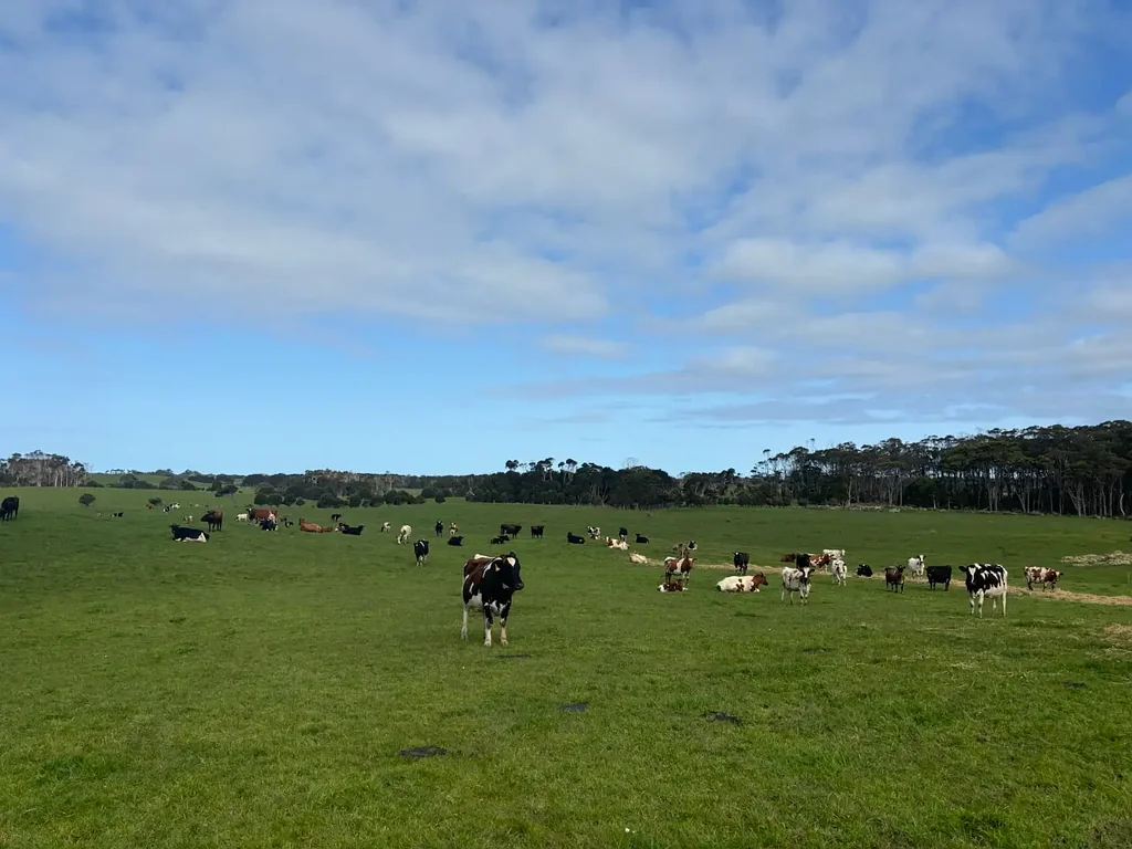 Pegarah King Island Dairy Farm