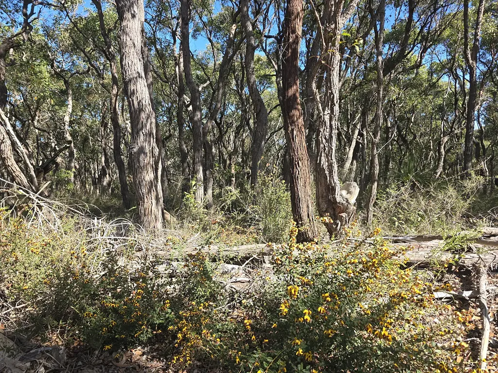 Mount Barker 2.47 ACRE BUSH BLOCK - OFF-GRID OPPORTUNITY | MT BARKER