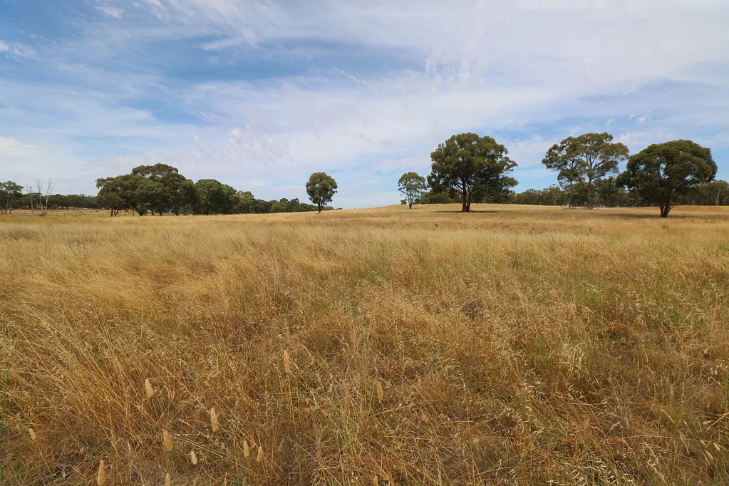 Wedderburn GRAZING LAND WITH POCKETS OF TREES