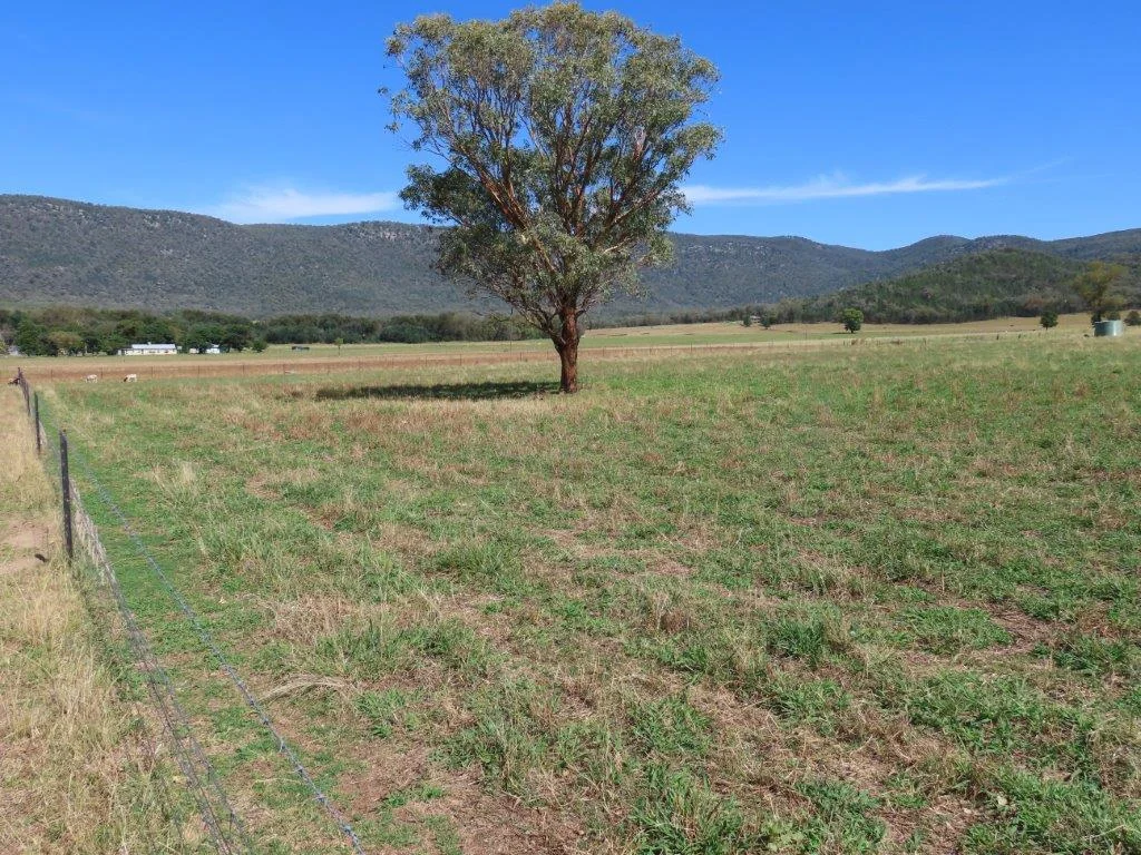 Tamworth  Peaceful Paradise on Acres
