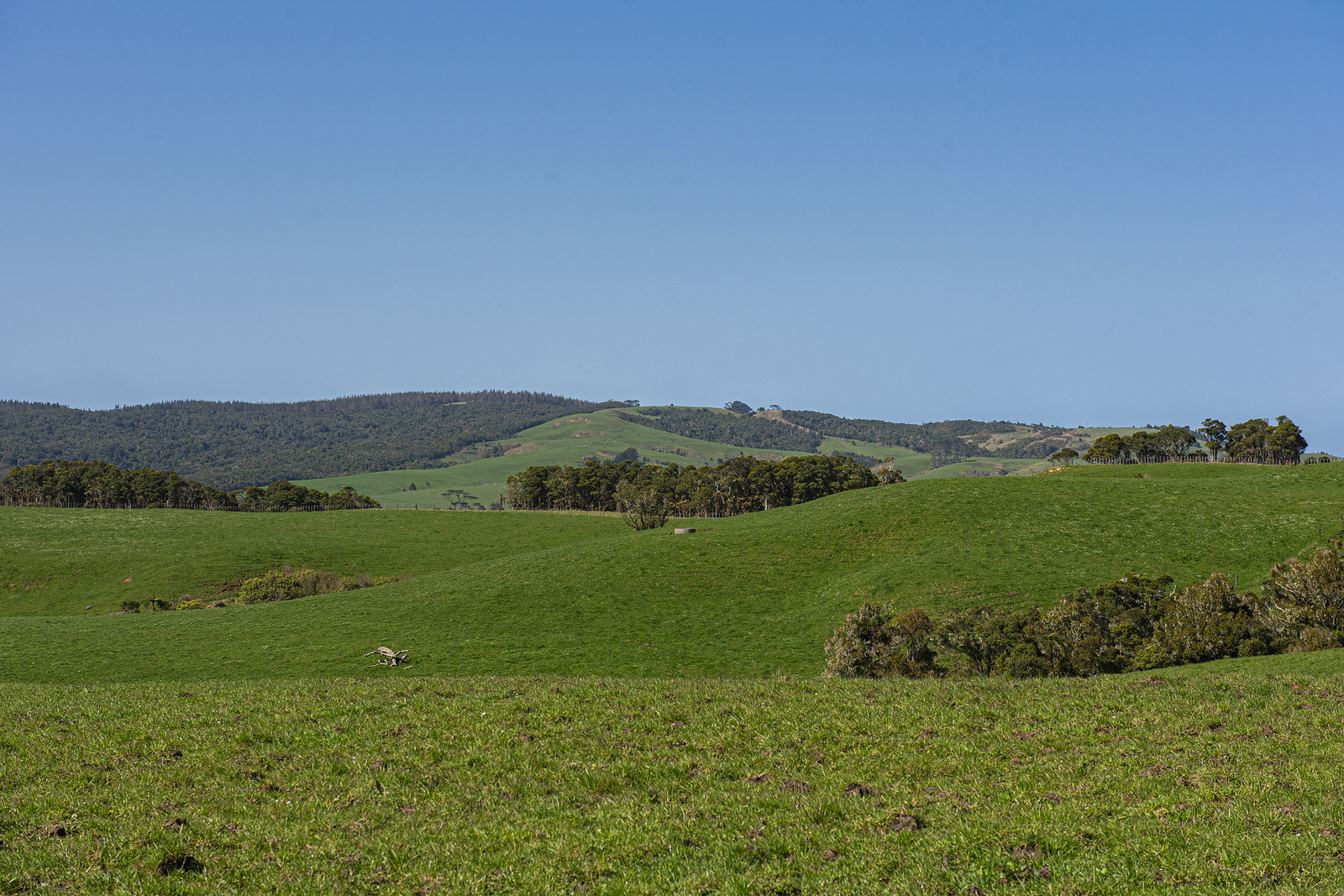 24 Foster Road, Dargaville Surrounds, Kaipara, 0 ਕਮਰੇ, 0 ਬਾਥਰੂਮ, Dairy