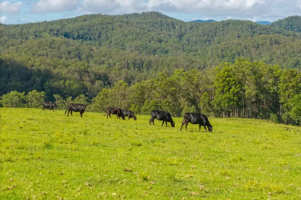 Yarras CATTLE