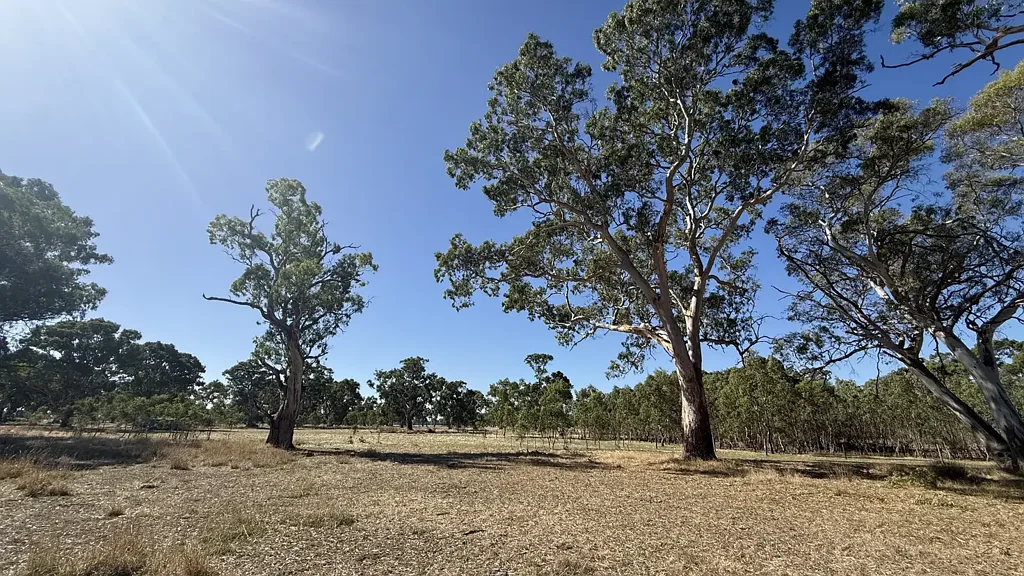Penola  Shed, Cattle Yards, Big Gums & Great Lifestyle