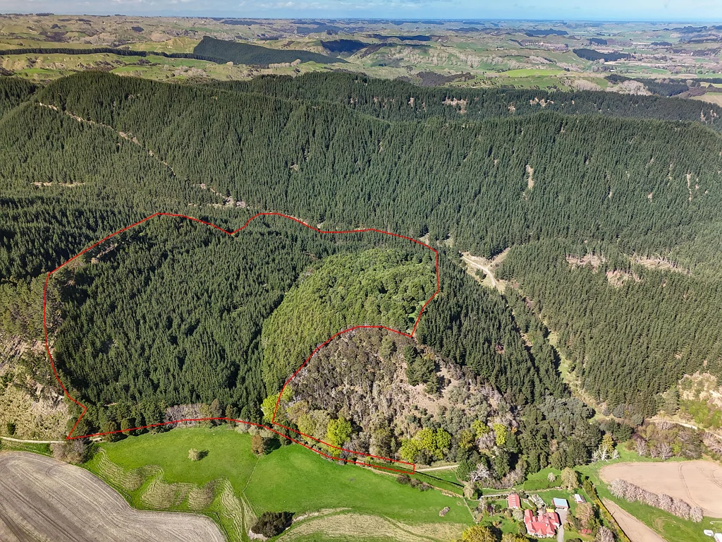 Mangamahu Forestry, carbon and hunting