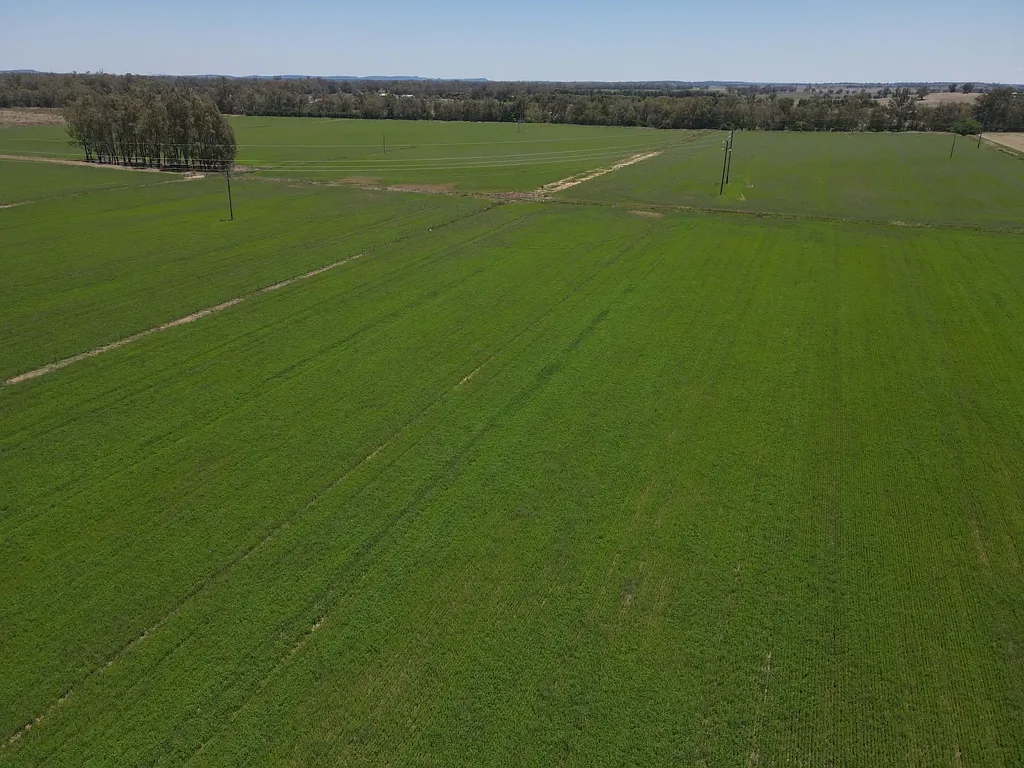 Forbes 50 Acres Fertile River Flats - Established Lucerne in Production