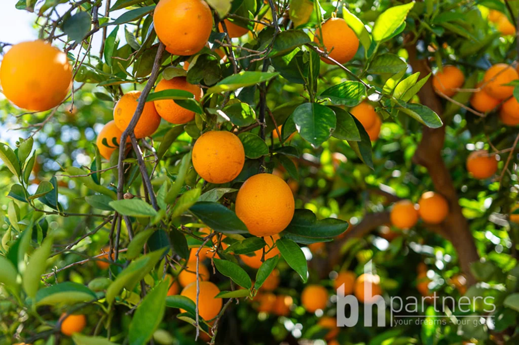 Sunlands  Exceptionally Maintained and Managed Citrus Holding - 22 Titles - 74.63 hectares (184.7 acres)