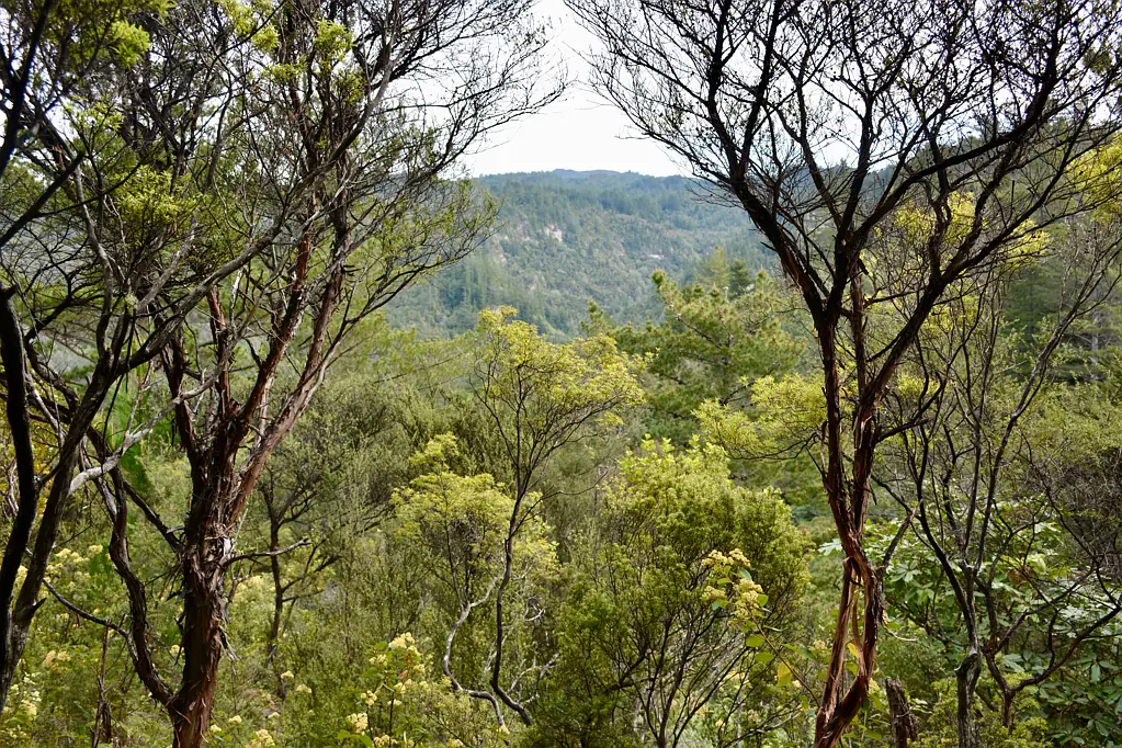 Tairua Calling all nature lovers