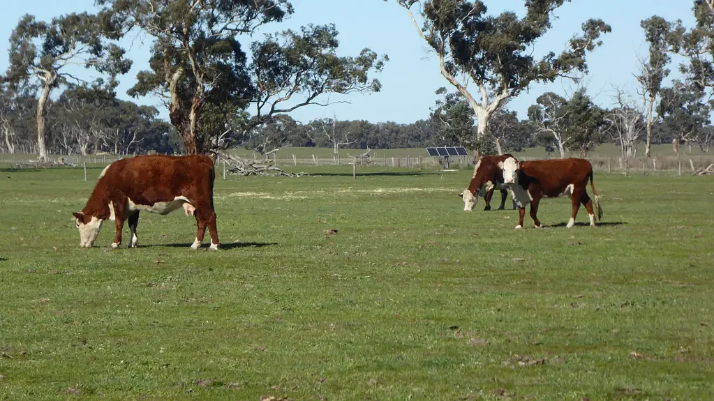 Frances  "Border Park" Productive Grazing Country - Frances / Bangham