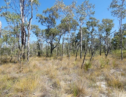 Lot 178 Oceania Court, Deepwater, Wide Bay, 0房, 0浴, Lifestyle Property
