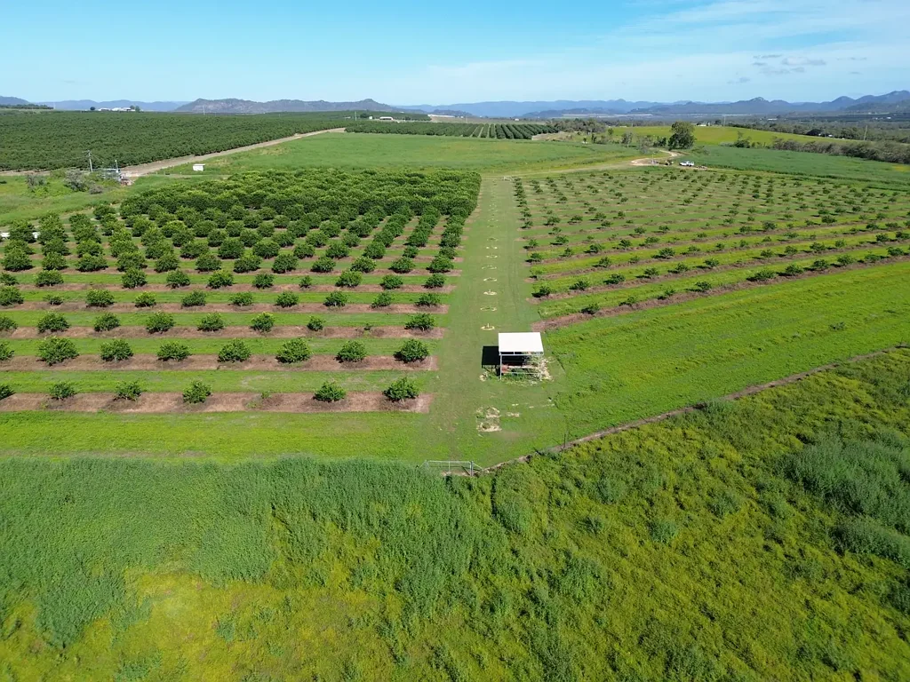 Dimbulah  Del Rio Orchards.
 A business opportunity that does not compromise  lifestyle.       NOW UNDER CONTRACT