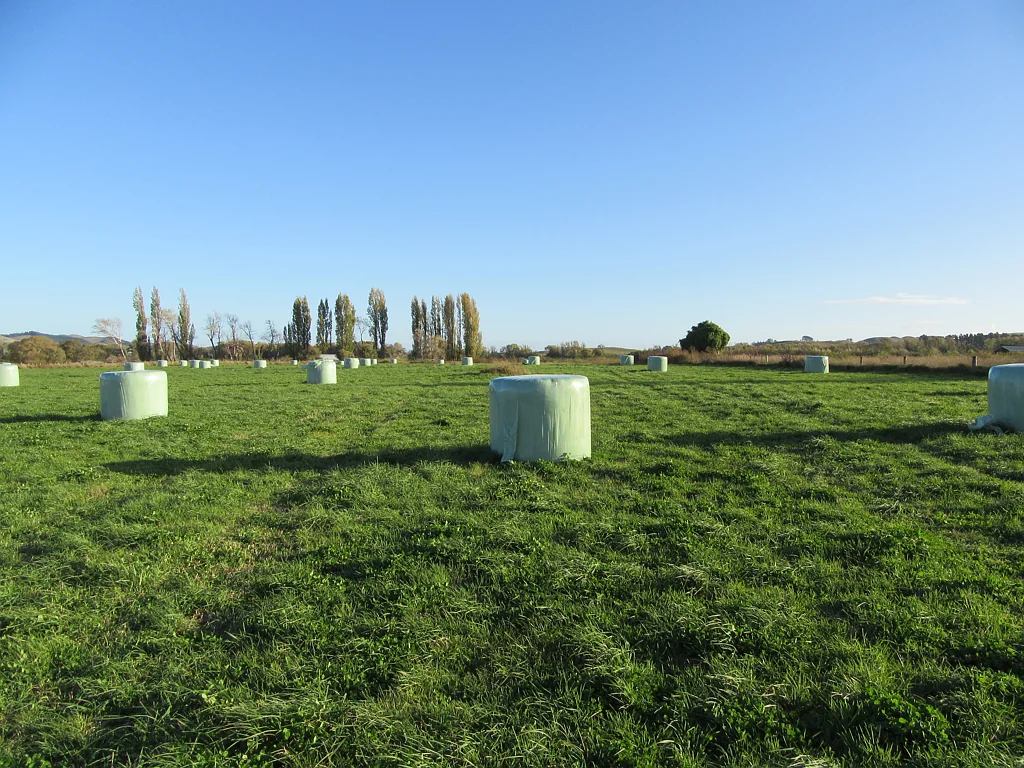 Otane Grazing opportunity